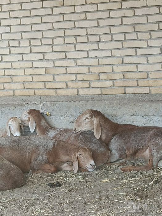Арашан кузи сотилади 8 ойлик