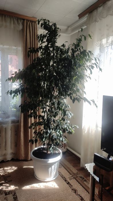 Продам Фикус  Бенджамина