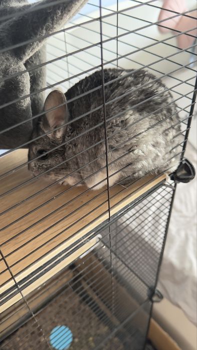 Продам шиншилу домашнюю