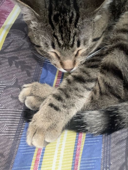 Котенок отдаем в хорошие руки