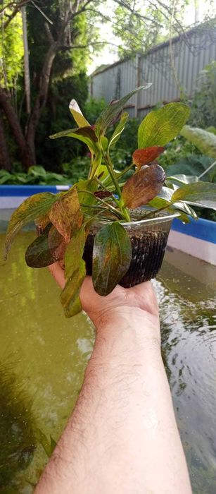 Аквариумные  растения