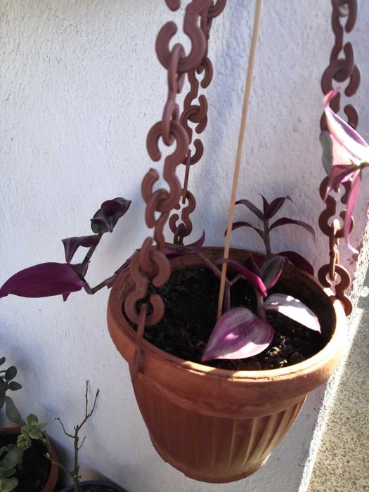 Цвете Традесканция