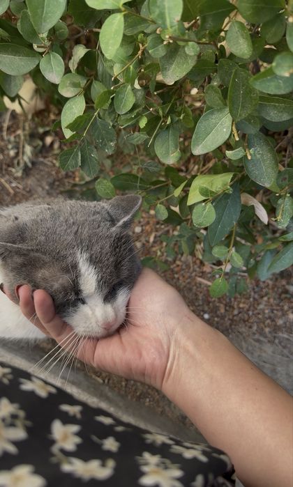 Pisoi pentru adoptie