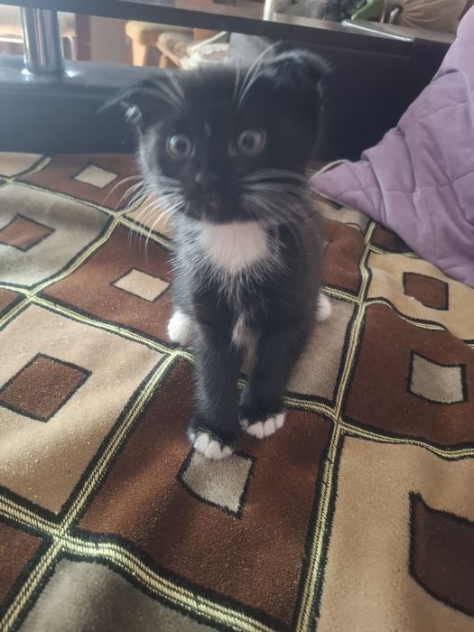 Кота в Добрые руки