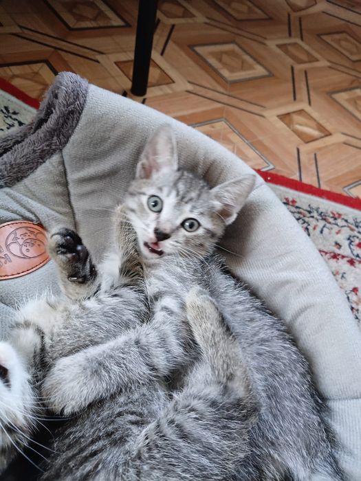 Котята сфинкс Донские