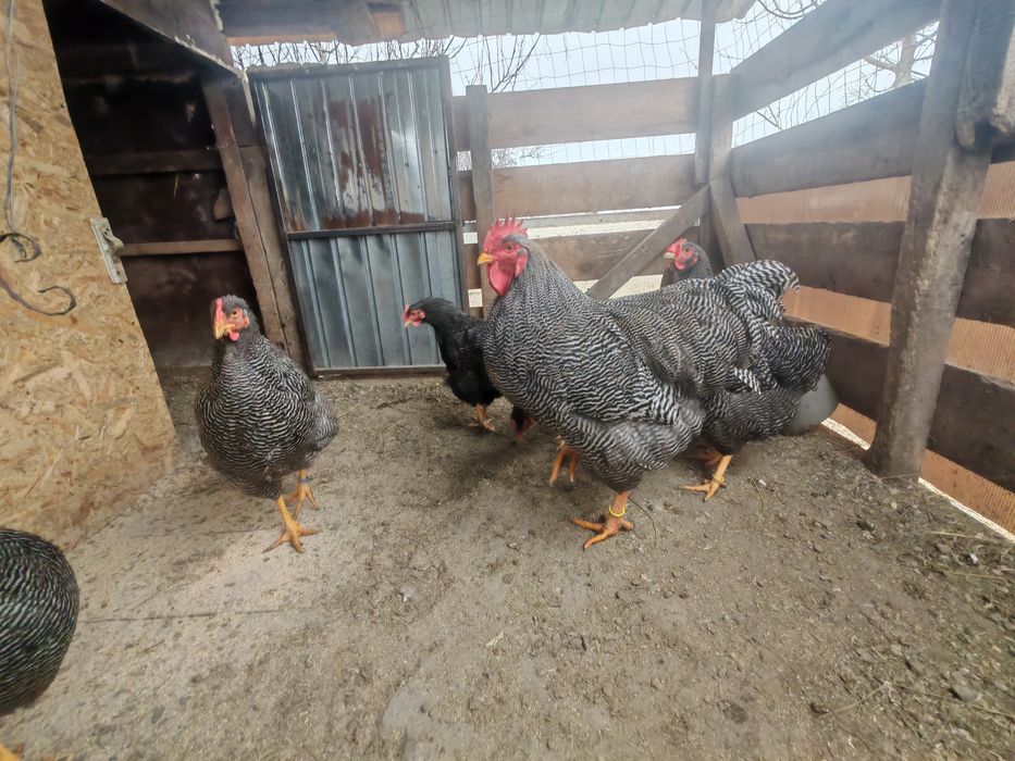 Ouă pt incubat Plymouth rock barat