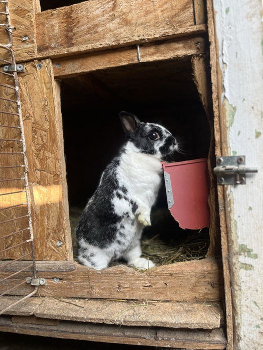 Iepurasi de companie