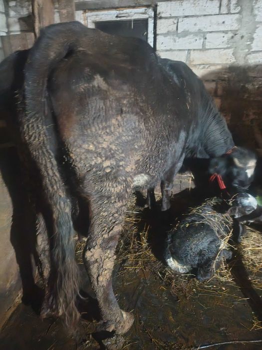 Vând vacă de 5 ani cu vițea belgiană