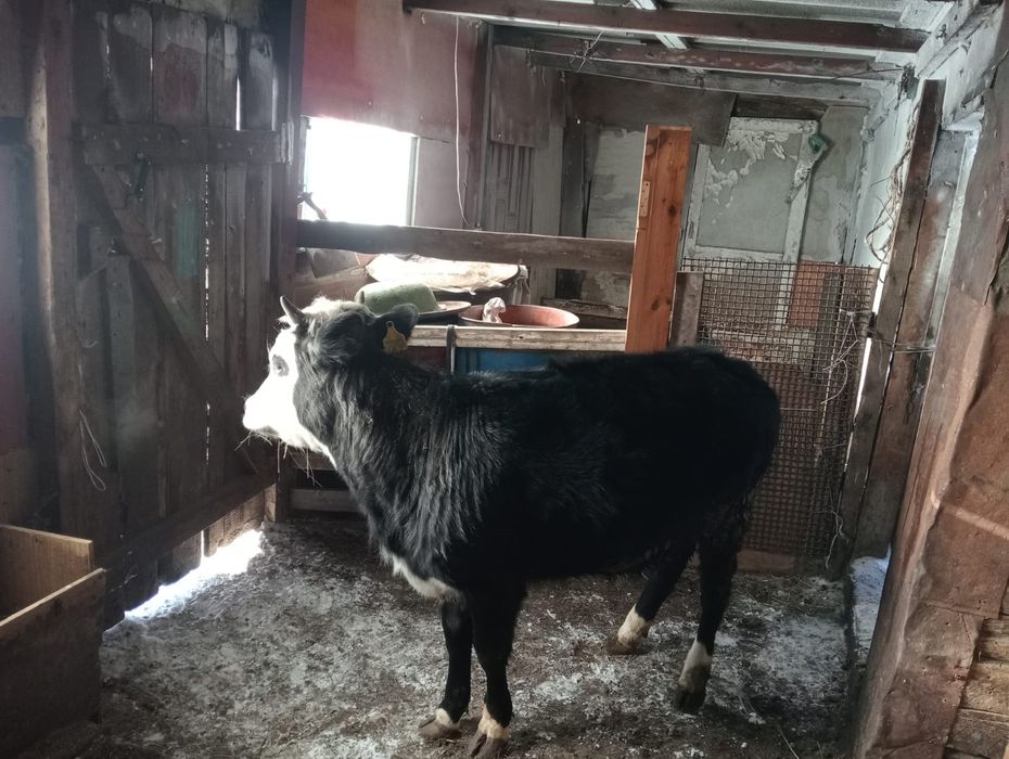 Продам 4-бычок 3-тёлка оптом 7-голов