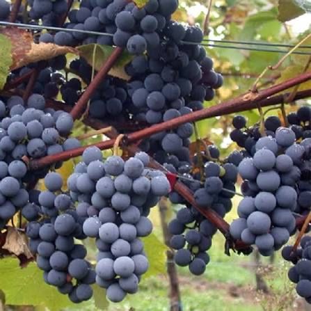 Vita de vie Căpsunică Neagra si Fragă Albă