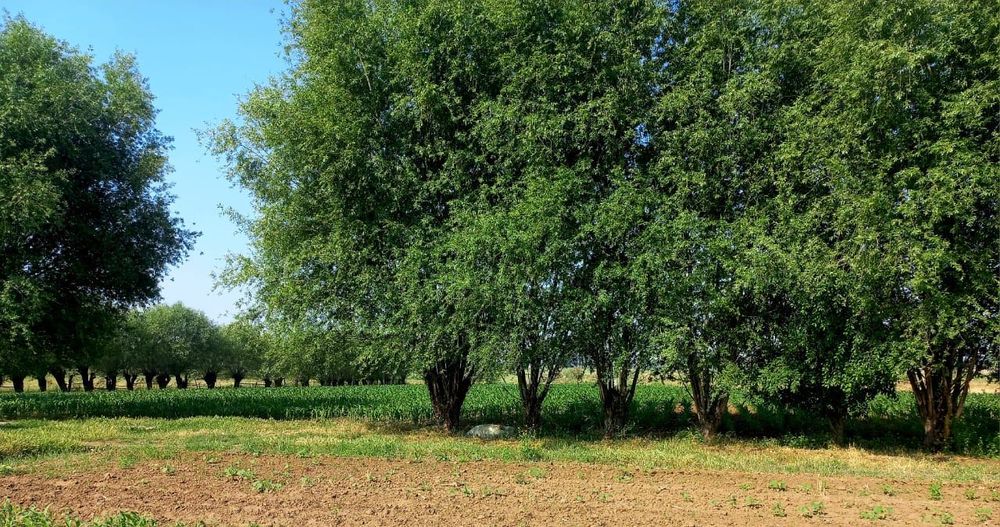 Uchastka sotiladi Buka tuman Bo’ston xojaligi
