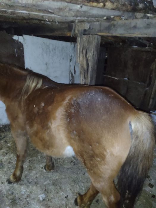 Продам кобылы 5 лет жеребая