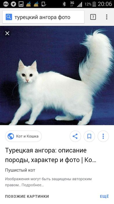 Arzon narxda turetskiy angora