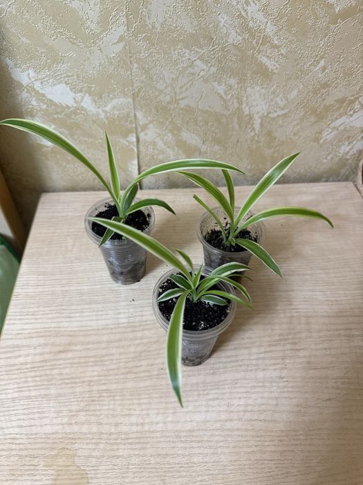 Хлорофитум вариегатный