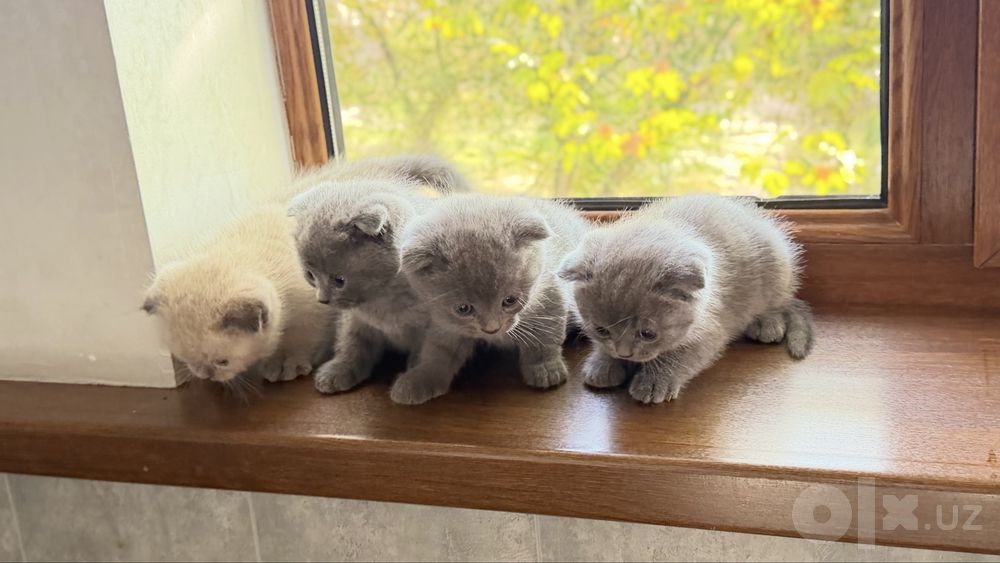 Вислоухие котята Скотиш фолд