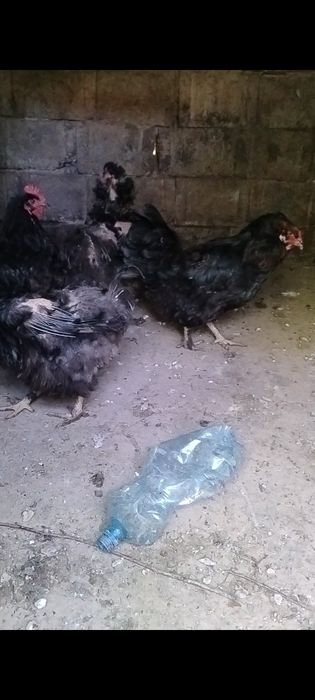 Vând găini de anul trecut