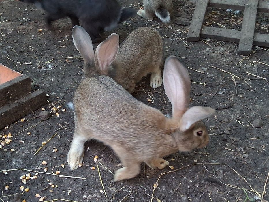 Epuri belgian pui