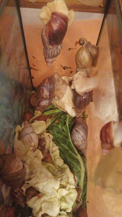 Продам улиток ахатинрк