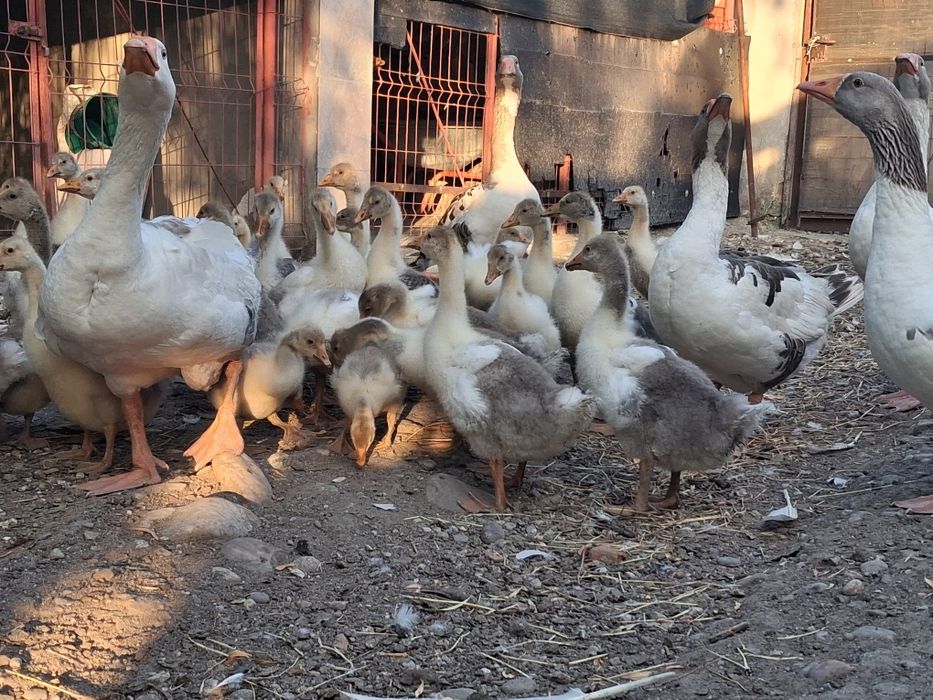 Vand boboci de gâscă