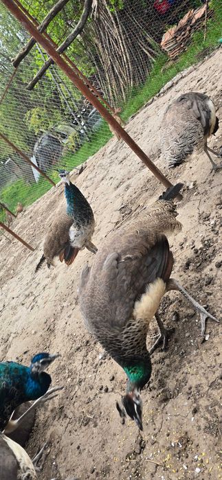 Vand pauni si fazani