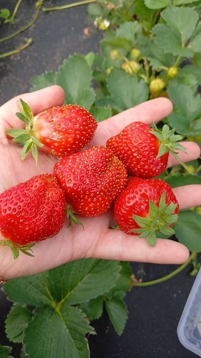 Продам свежесобранную ягоду клубники