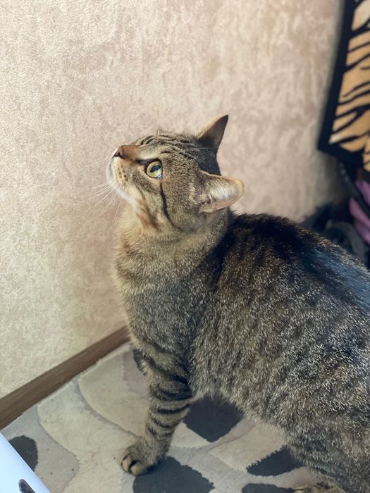 Хороший котик Батоша :) ищет дом