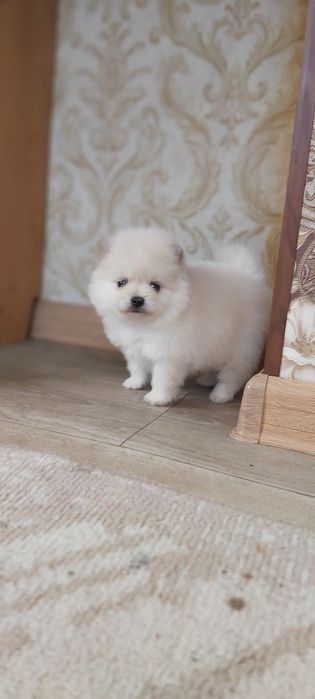 Щпицы щенки девочки и мальчики