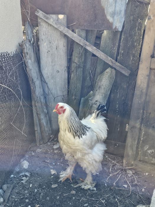 Cocoș Brahma de vanzare