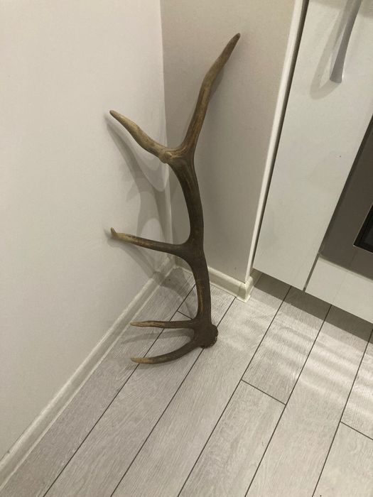 Еленски рог в отлично състояние