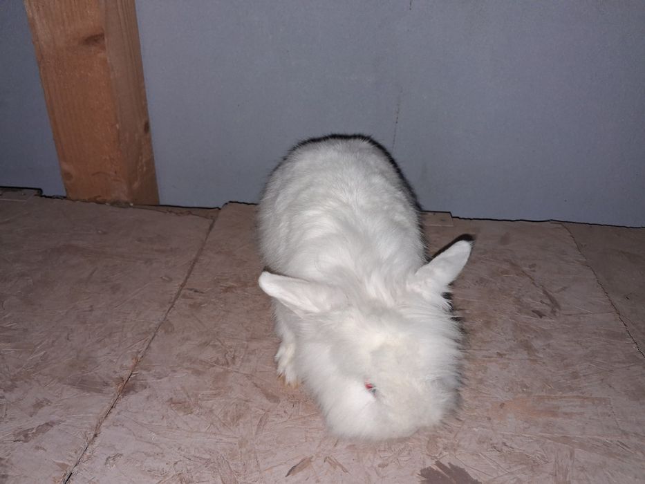 Cap de leu pitic femela gestanta