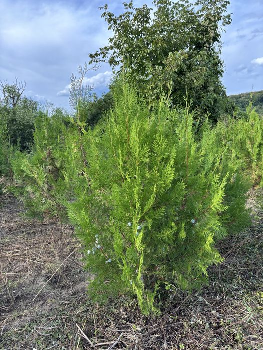Tuia biota pentru gard viu
