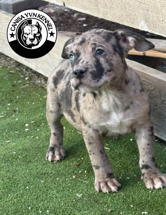 Femela amstaff blue merle