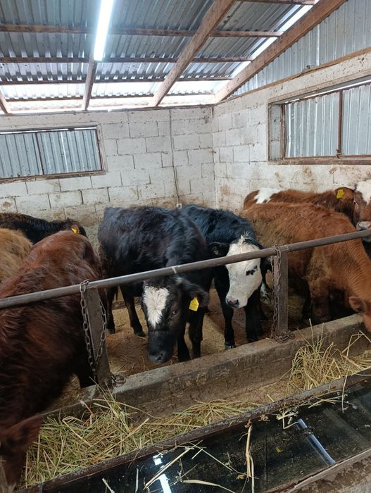 Продаются тёлки .