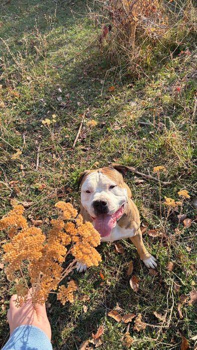 Стафф Стафордширский терьер