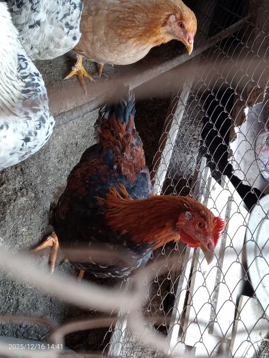 Әтеш  сатамын жақсы