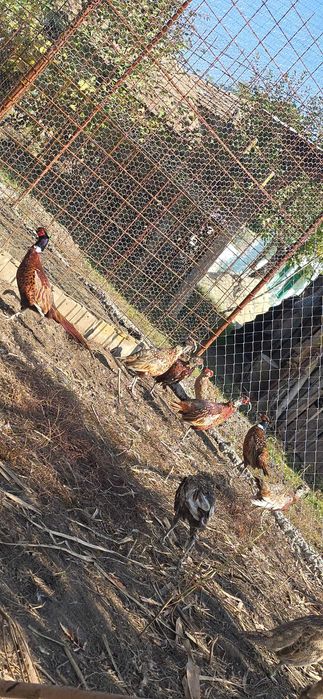 Fazani argintii si comuni