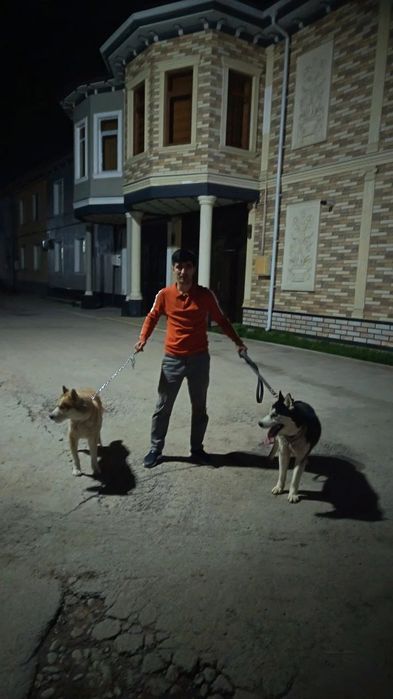 Qoʻlga oʻrganga sogʻlom