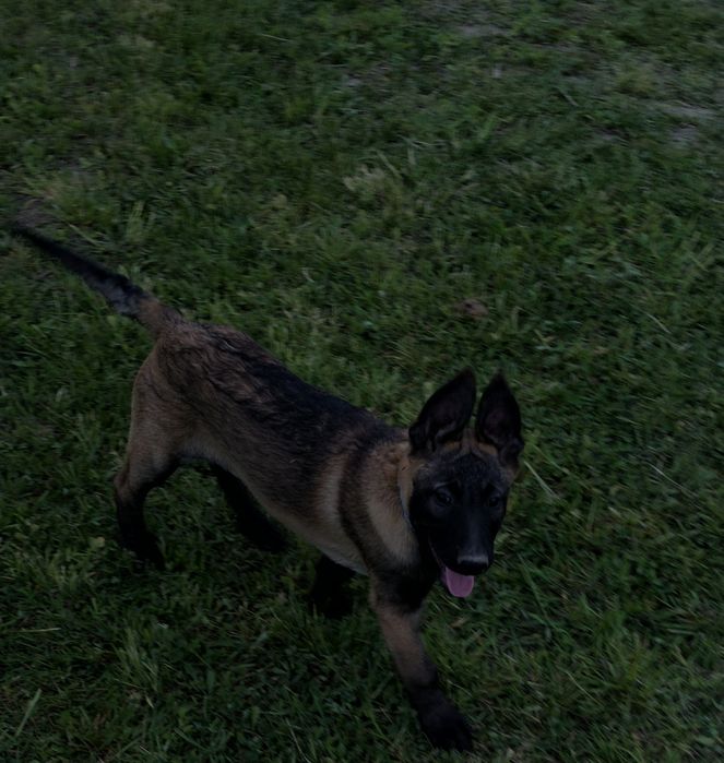 Ciobănesc Belgian Malinois