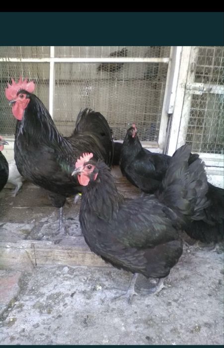 Curci,curcani,cocosi albi,gaini Australalop/Motate olandeze