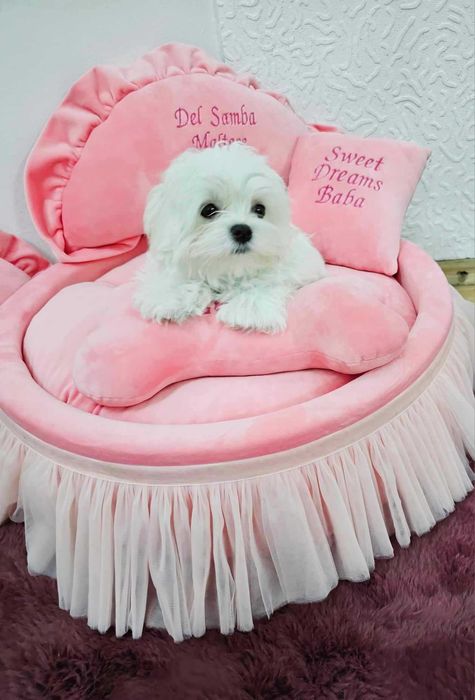 Bichon Maltez, Bichon Maltese cu Pedigree, Maltez Mini