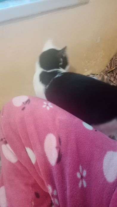 В добрые руки бесплатно