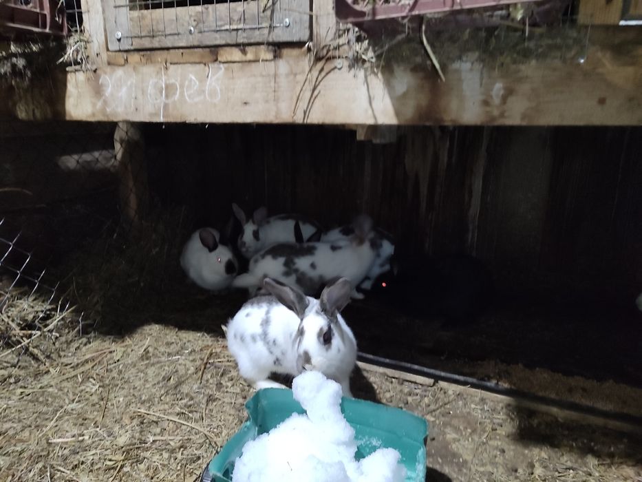 Продам кроликов , кролы и крольчихи .