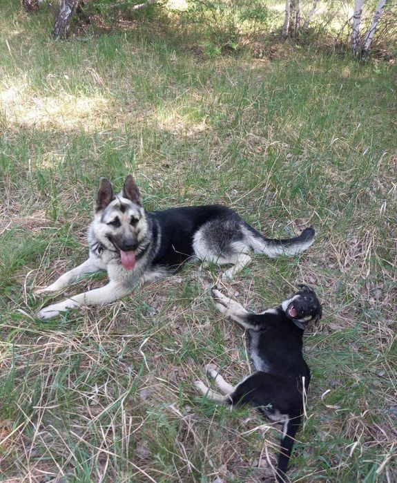 Восточно-европейская овчарка