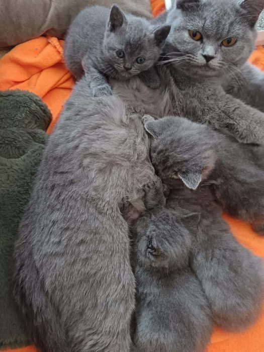 Британски късокосмести котета