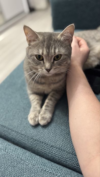 Отдам двух кошечек