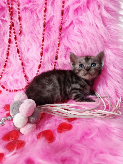 Продам котенка шотландка+бенгал