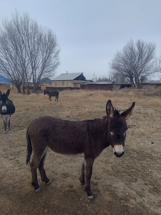Срочно Продаю 2ешака