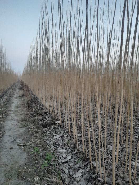 Terak ko'chatlar bor 20 sotik sotiladi