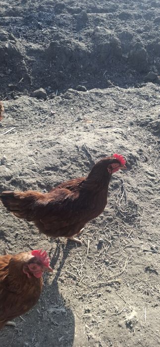 Kariyski xanyap jo‘jalri sotiladi