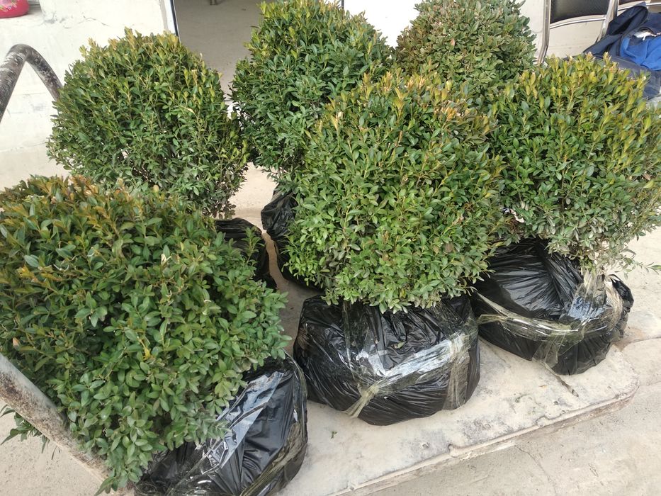 Shamshod kochat optom dona